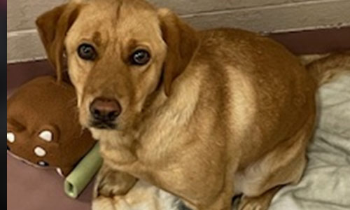Young yellow Lab dog