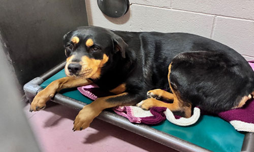 Adult tan and black Rotti dog