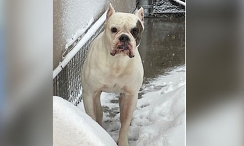 White and brown Bulldog/Boxer dog