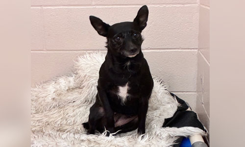 Small senior black and grey mini pin/JRT x dog