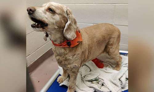 Adult tan and white cocker spaniel dog with an orange bandana on