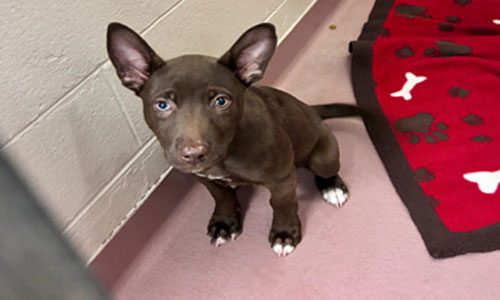Young brown Shepherd X dog with while on toes