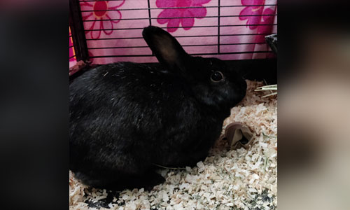 Shorthaired black domestic rabbit