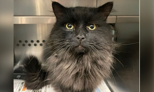 Longhaired black cat