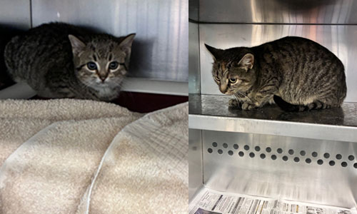 two shorthaired brown tabby cats