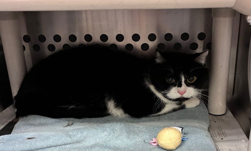 Adult black and white cat with pink nose