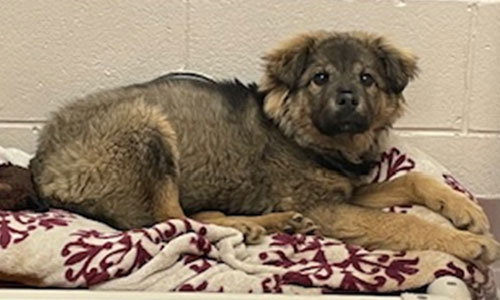 Brown and black puppy