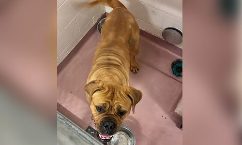 Adult brown Masitff dog