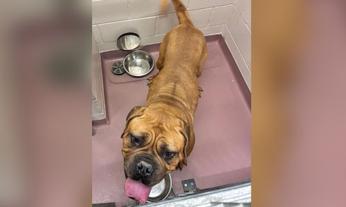 Adult brown mastiff dog