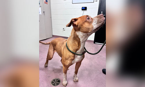 Adult brown and white bully x dog