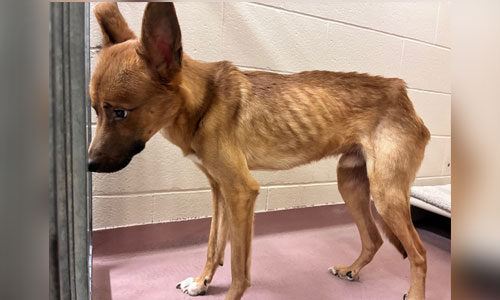 Very thin adult Shepherd X dog