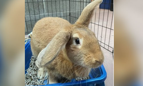 Beigey-Brown Flemish Giant rabbit