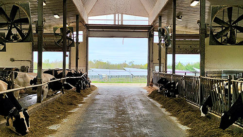 Cows in open-ended barn