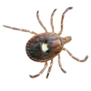 Close-up of a female lone star tick; reddish-brown, oval-shaped body with distinct single white spot or star in the centre of its back