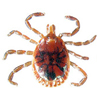 Close up image of adult male lone star tick with dark brown, oval hard shell with scattered streaks.