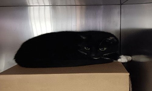 Black stray cat Case #16721