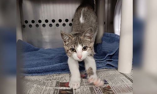 Young brown tabby and white stray cat case 16755