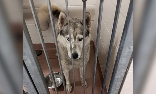 Siberian Husky adult female stray case 16793