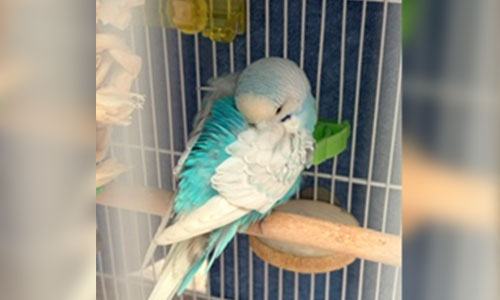 Adult blue and white budgie