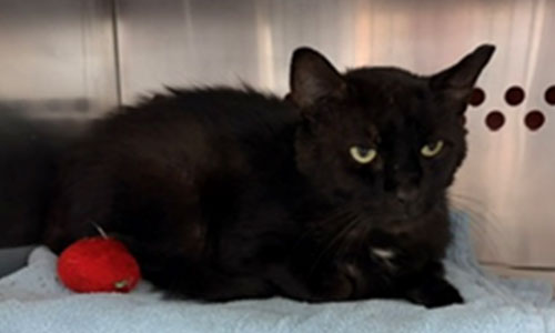 Black shorthaired adult stray cat