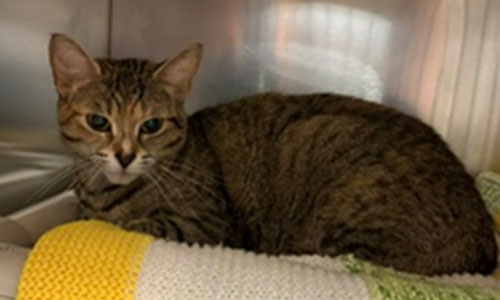 Brown tabby adult female cat