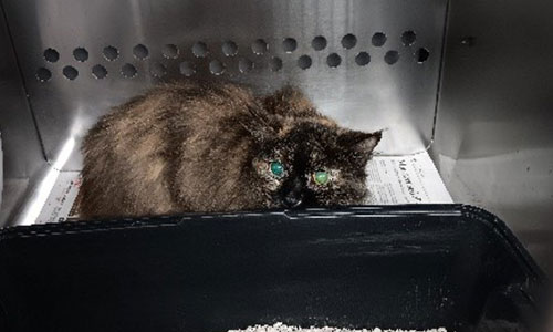 Tortishell Adult Female stray cat