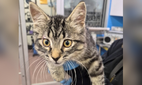 tabby cat