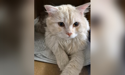 white light beige cat