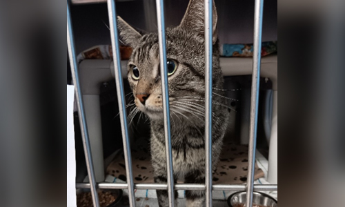 grey tabby