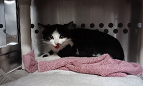 black and white cat