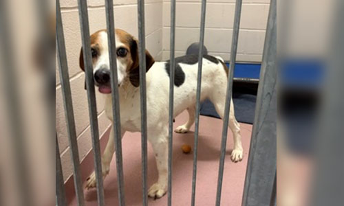 Tricoloured Adult Female Beagle