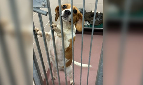 Stray Tricoloured Adult female Beagle