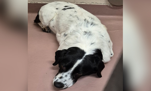 border collie