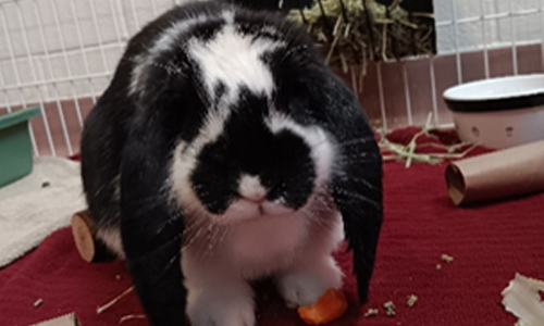 rabbit