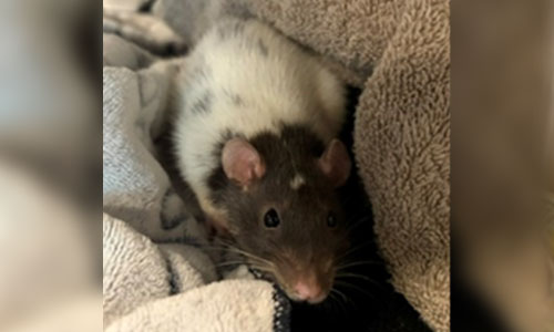 Black and white domestic rat