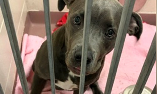 decorative