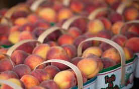 Rows of peaches in baskets