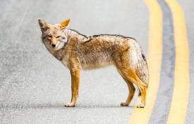 Wildlife in the city of Hamilton