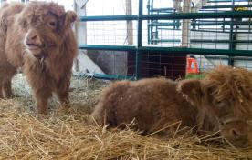 Brown calfs with hay in a pen enclosure