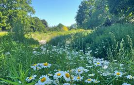 Bioswale in Gage Park