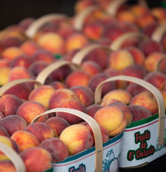 Rows of peaches in baskets
