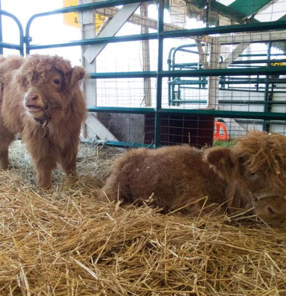 Brown calfs with hay in a pen enclosure