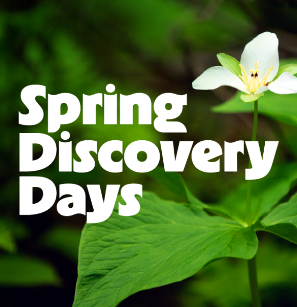Spring Discovery Days