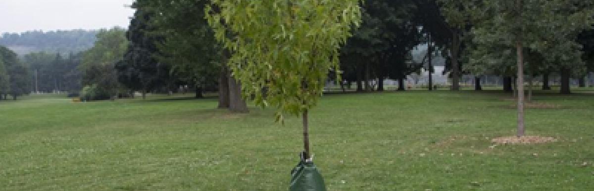 Planted tree with watering bag