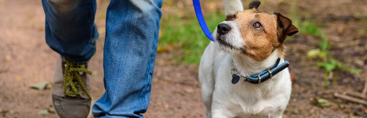 Person walking small dog with licence on a trail