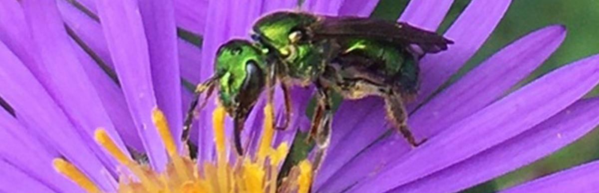 Close up of a sweat bee on a New England aster