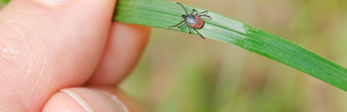 Hand holding an adult tick on a piece of long grass