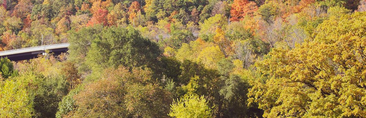 Photo of forest on escarpment