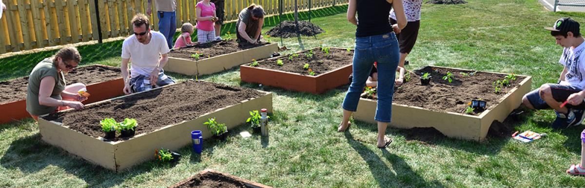 People working in a community garden