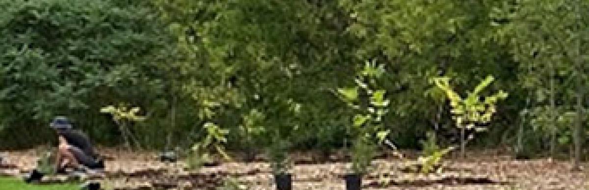 freshly planted trees
